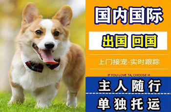 塘沽区宠物托运公司塘沽区宠物托运公司塘沽区宠物托运公司