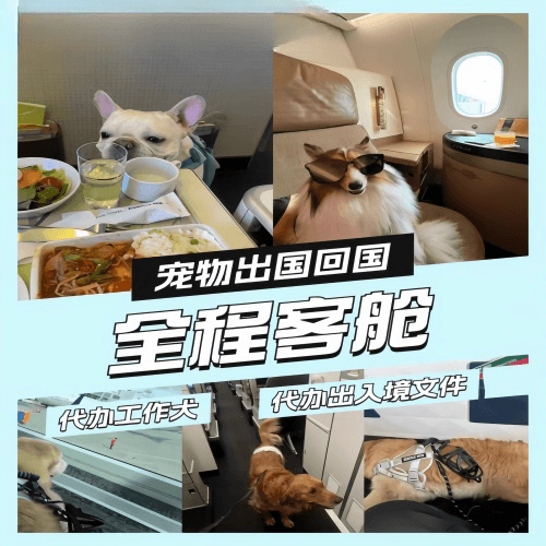 塘沽区宠物托运到白俄罗斯宠物入境规定和要求